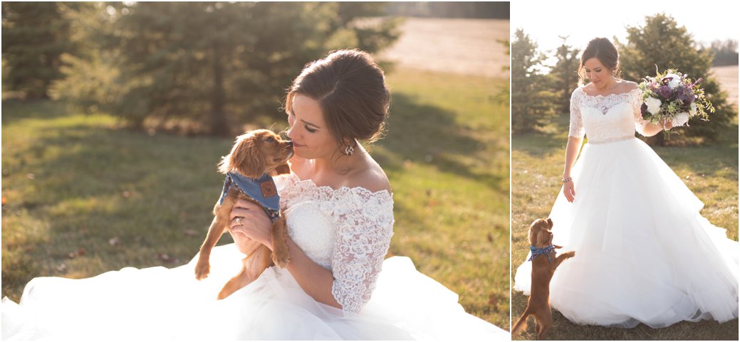 red coat king charles spaniel puppy with bride