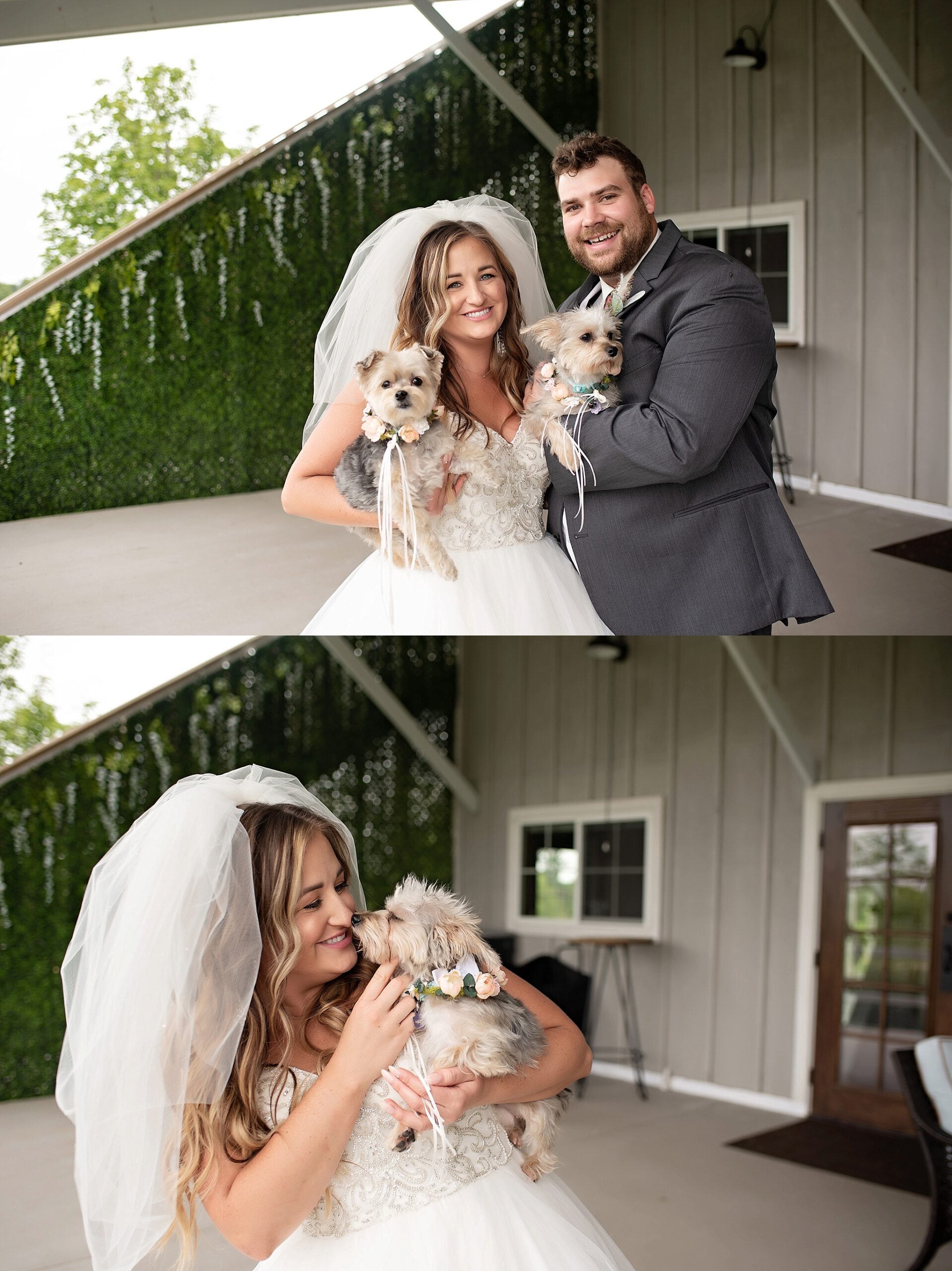 bride and groom with their puppies before the ceremony